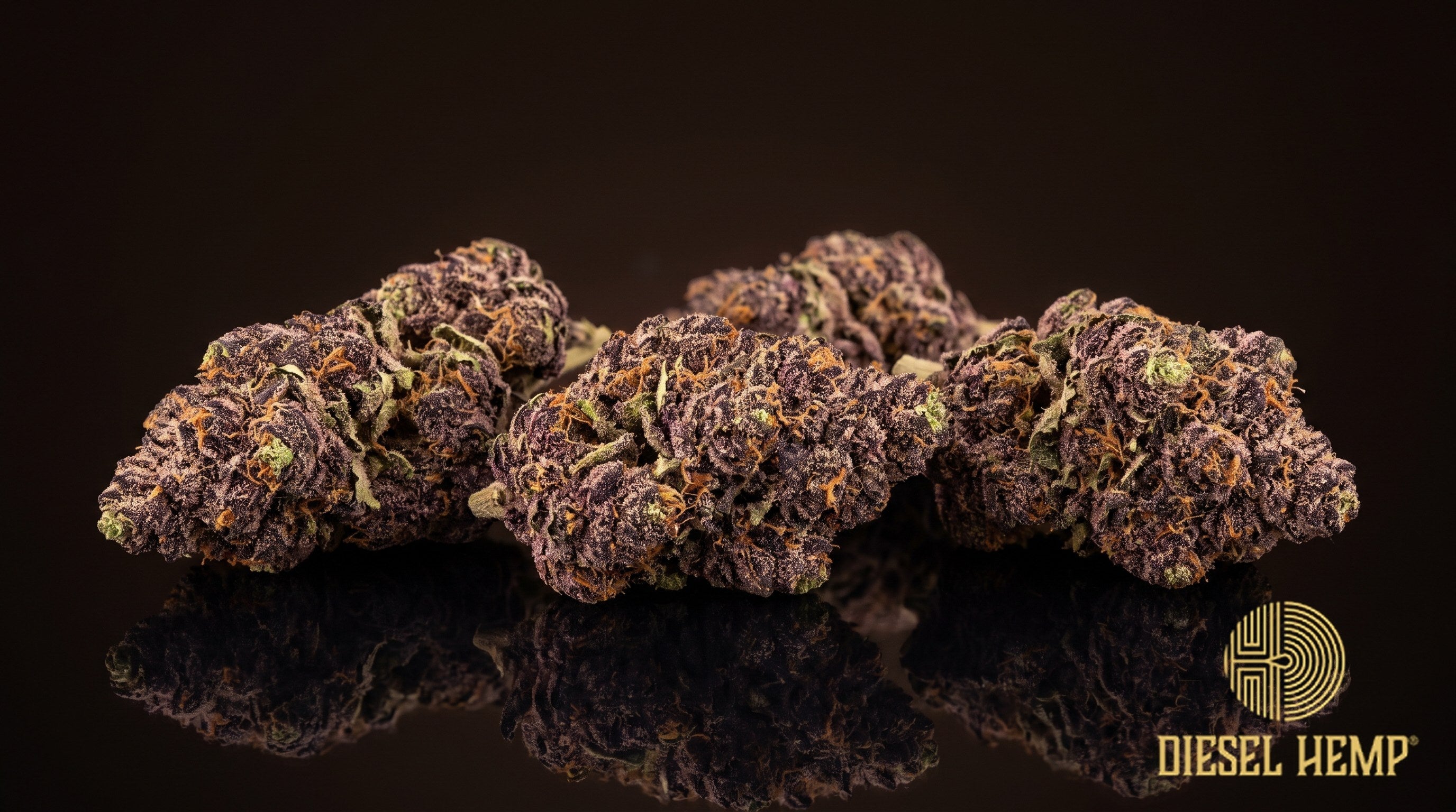 Dark Rainbow strain cannabis buds in deep forest green with purple shading, orange pistils and heavy trichome frost on a black background | Diesel Hemp