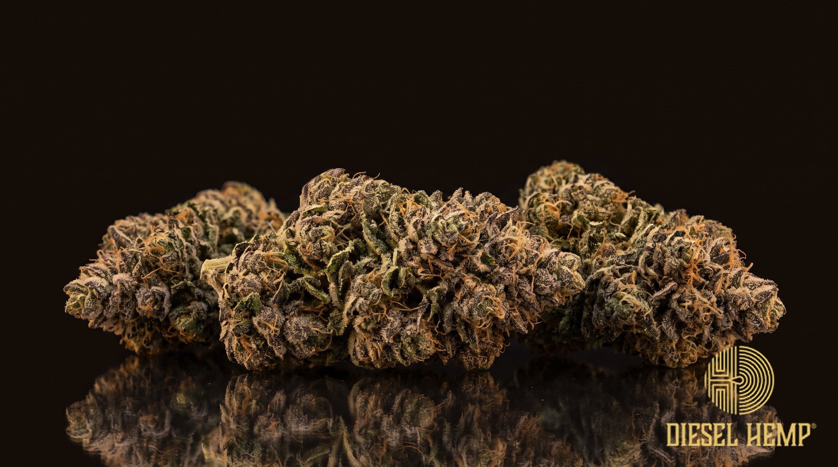 Death Star strain cannabis buds, dense and rounded in bright green with purple hints, orange pistils and a sticky trichome coat on a black background | Diesel Hemp