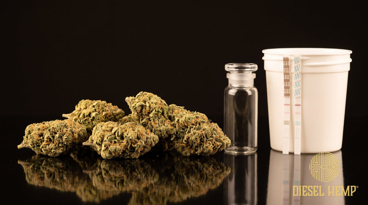 Delta 8 THC hemp flower next to a urine drug test cup and test strips