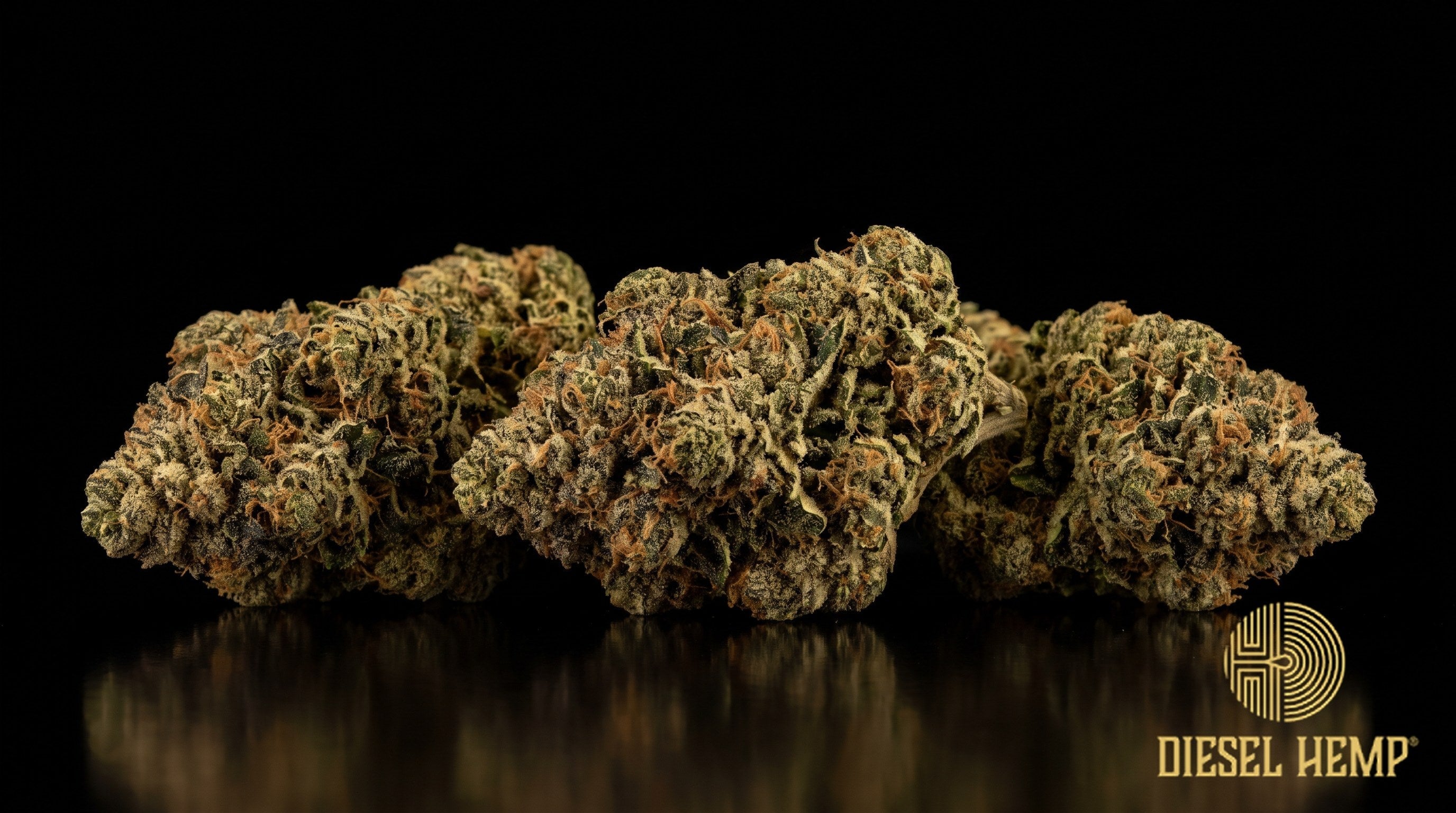 Donny Burger strain cannabis buds in dark forest green with rusty orange pistils and dense trichome frost on a black background | Diesel Hemp