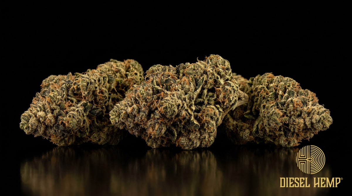 Donny Burger strain cannabis buds in dark forest green with rusty orange pistils and dense trichome frost on a black background | Diesel Hemp