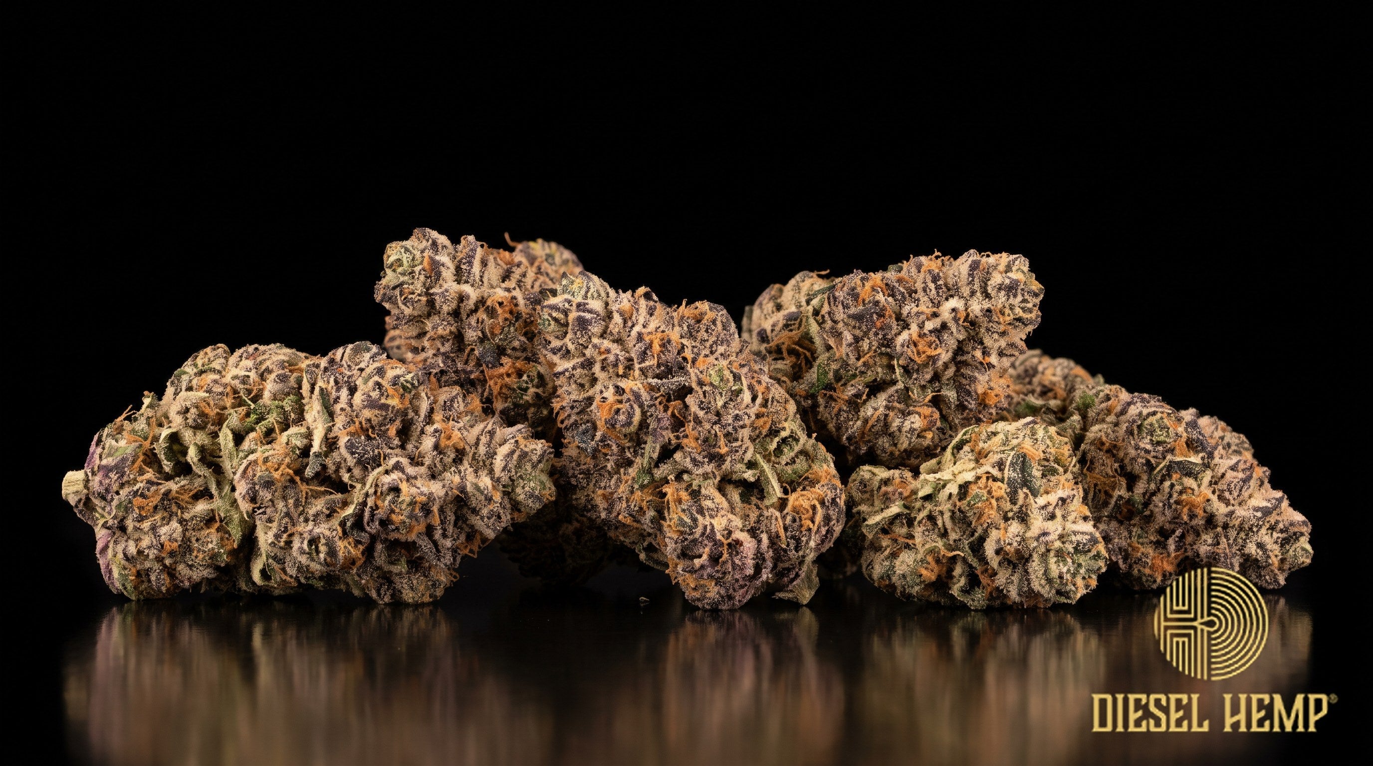 Dosilato strain cannabis buds in deep green with dark purple hues, fire-orange pistils and a heavy frost of trichomes on a black background | Diesel Hemp