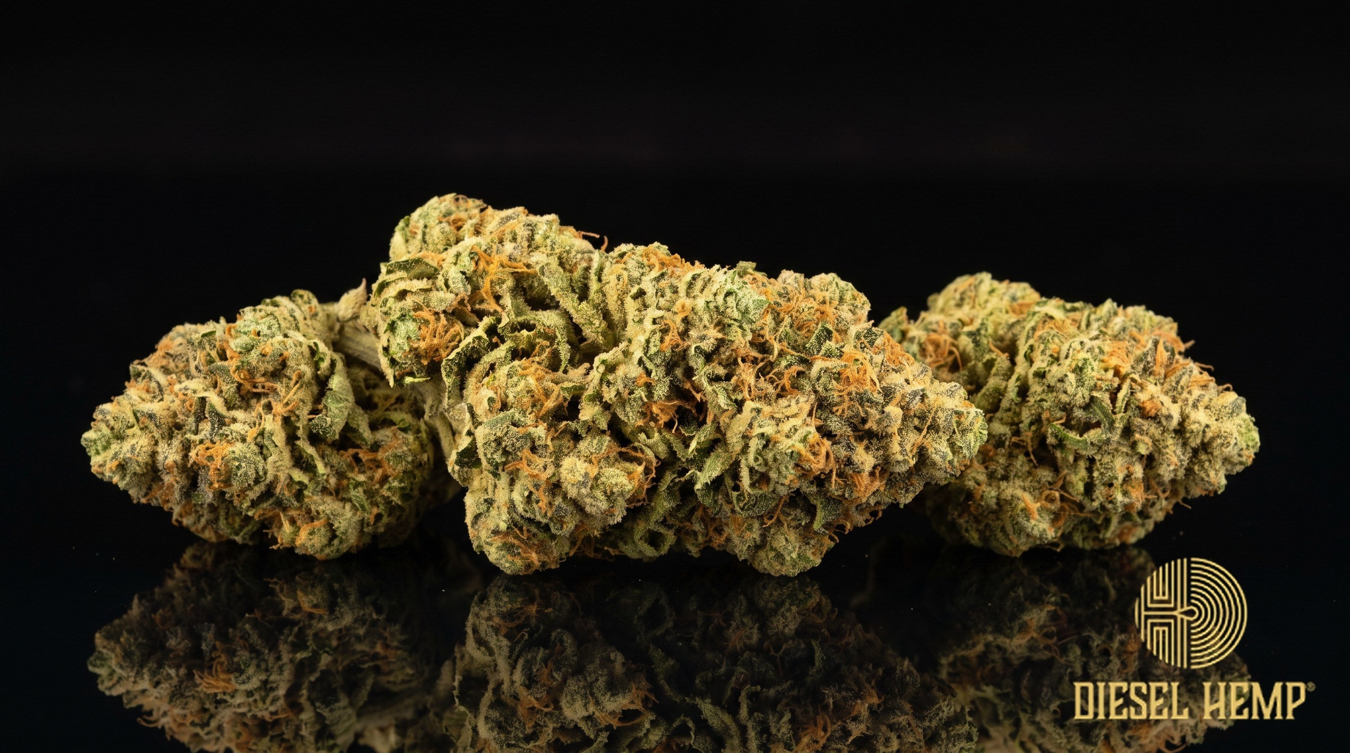 Dutch Treat strain cannabis buds, dense light-to-forest-green nugs with orange pistils and a sticky white trichome frost on a black background | Diesel Hemp