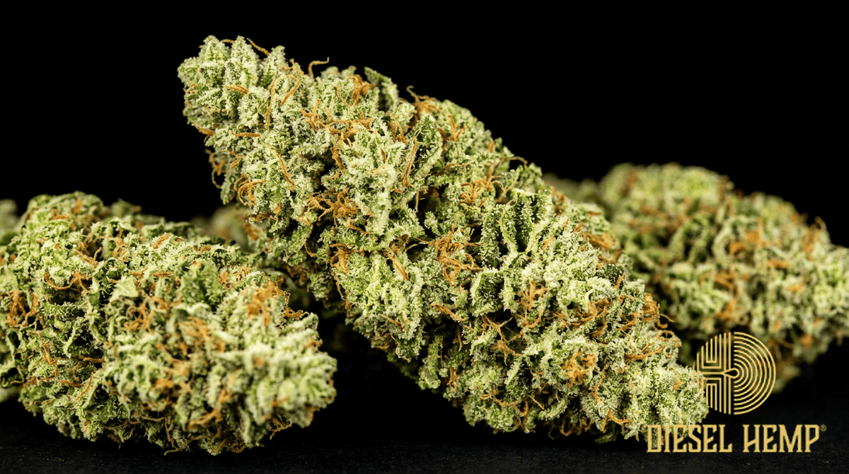 East Coast Sour Diesel strain cannabis flower buds on black background — bright lime green elongated diesel buds with amber orange pistils and very heavy white trichome coating | Diesel Hemp