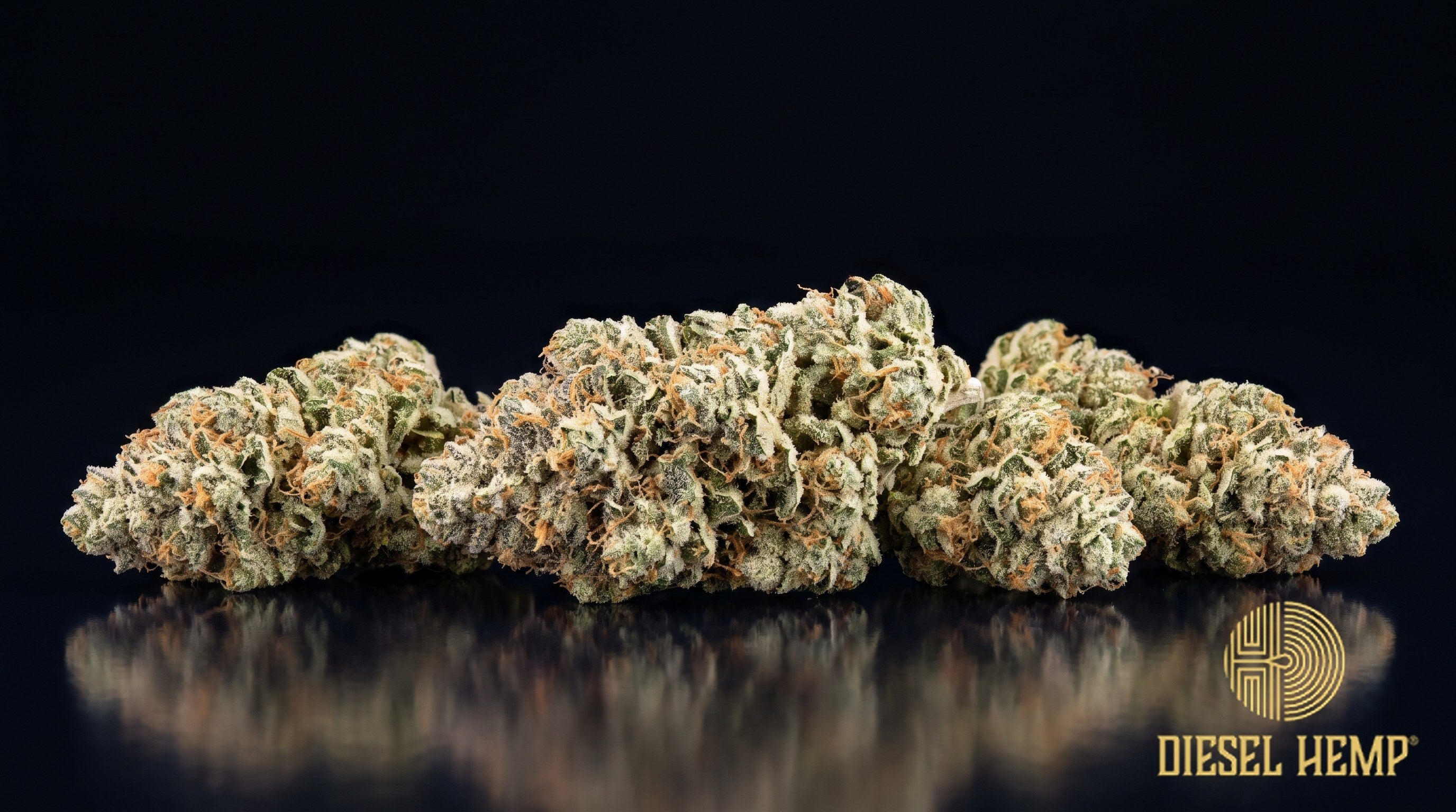 Frosted Flakes strain cannabis buds in pale lime green with thin orange pistils under a thick, sugar-white trichome coat on a black background | Diesel Hemp