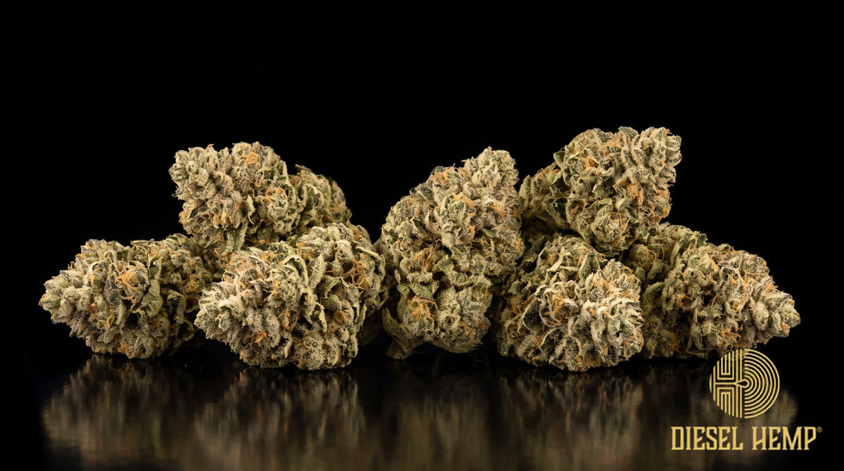 Garlic Cocktail strain cannabis buds, fat conical minty-green nugs with long thin orange pistils and a dense white trichome frost on a black background | Diesel Hemp
