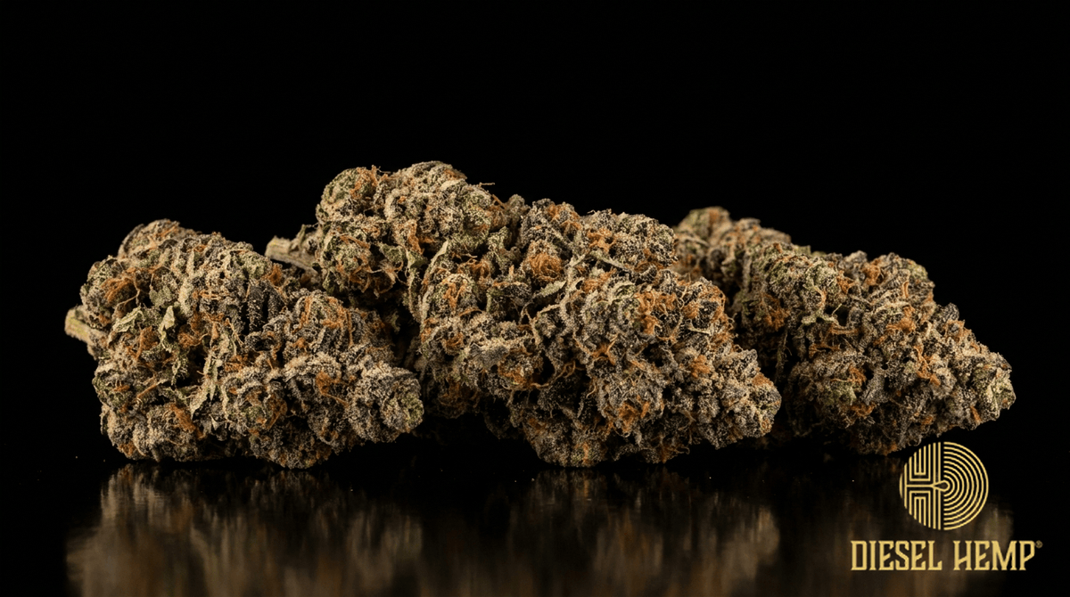 Gary Payton strain cannabis flower buds on black background — dense frosty deep-green and purple buds with orange pistils and heavy trichomes | Diesel Hemp