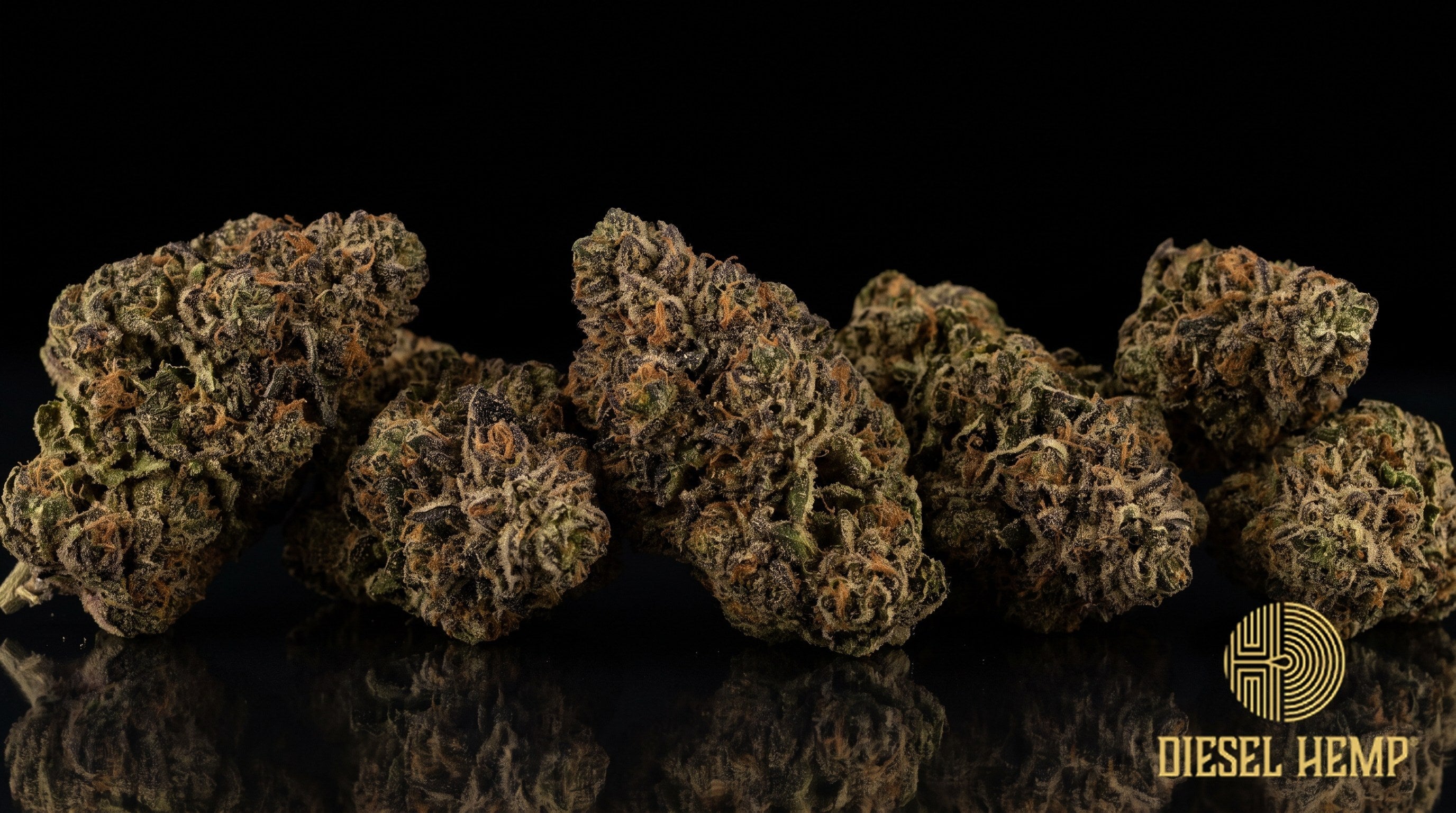 Gas Face strain cannabis buds in deep forest green with dusty purple hues, orange pistils and a silvery coat of trichomes on a black background | Diesel Hemp