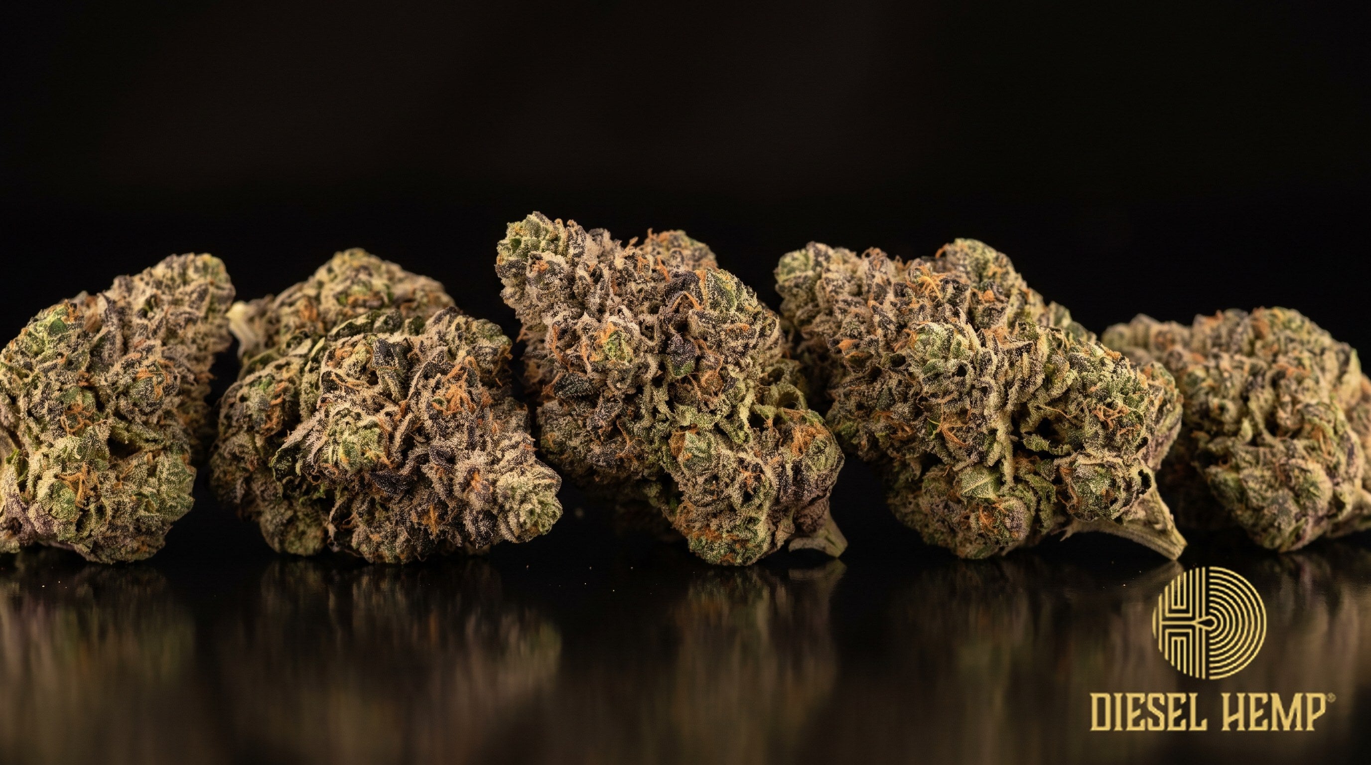 Gastro Pop strain cannabis buds in emerald green with deep purple and blue undertones, faded orange pistils and a sugary trichome coat on a black background | Diesel Hemp