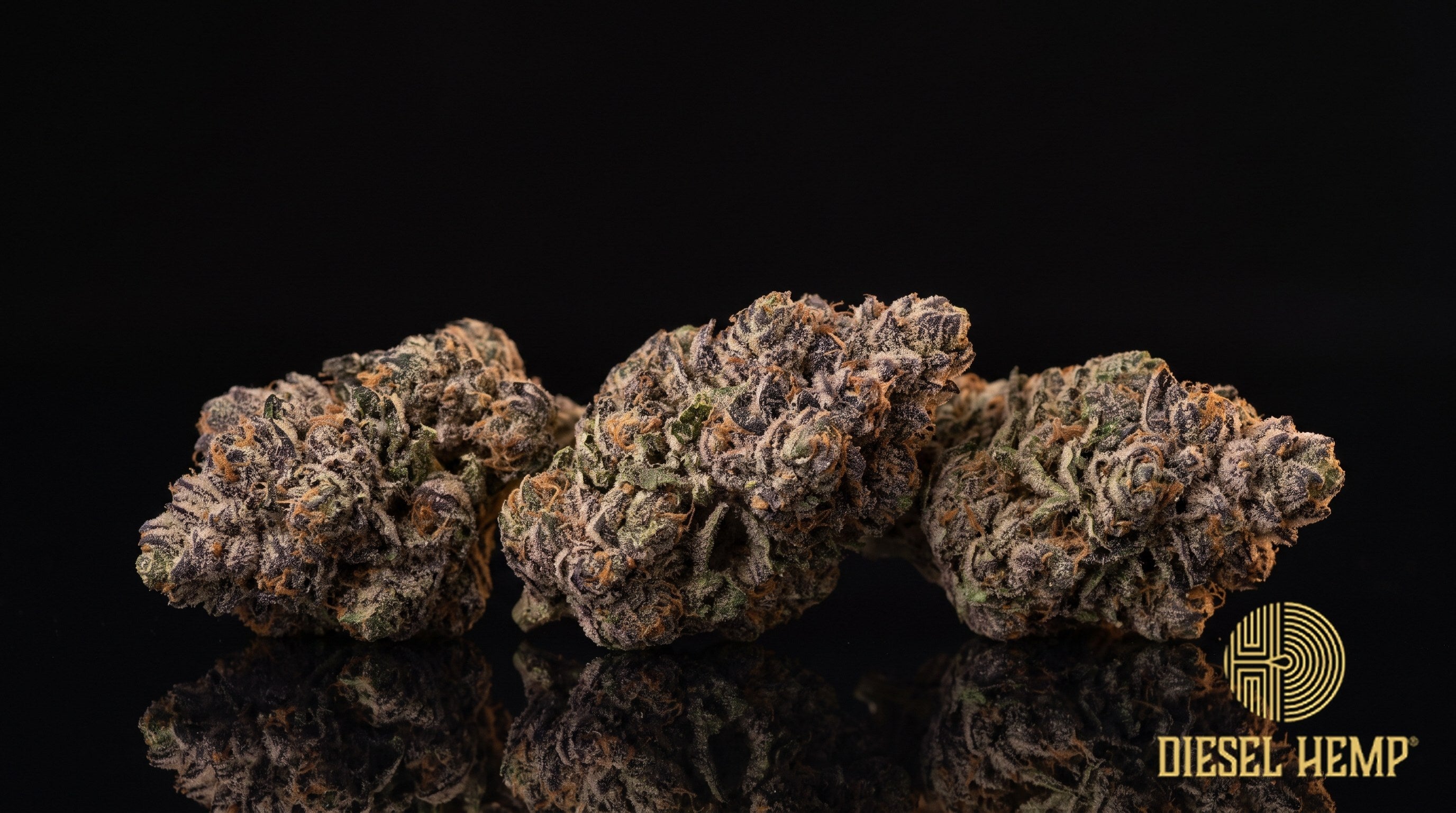 Gelato 33 strain cannabis buds in dark green and purple with fiery orange pistils and a heavy trichome frost on a black background | Diesel Hemp