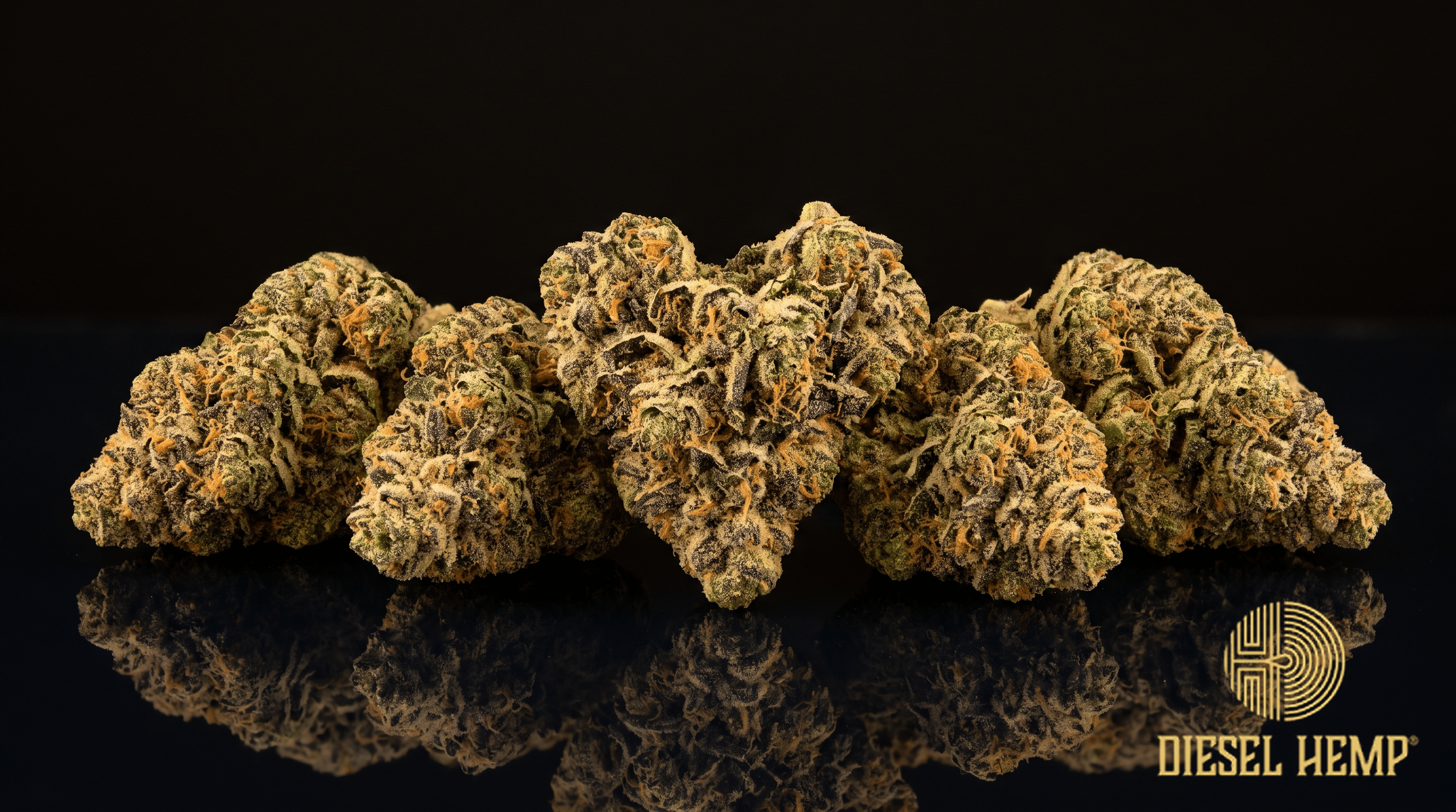 Gelato 41 strain - dense purple-streaked forest green cannabis buds with heavy trichome frost on black - Diesel Hemp