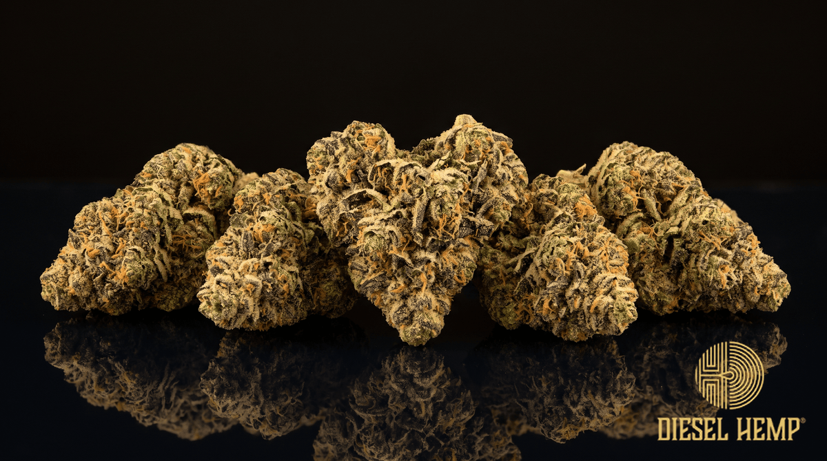 Gelato 41 strain - dense purple-streaked forest green cannabis buds with heavy trichome frost on black - Diesel Hemp