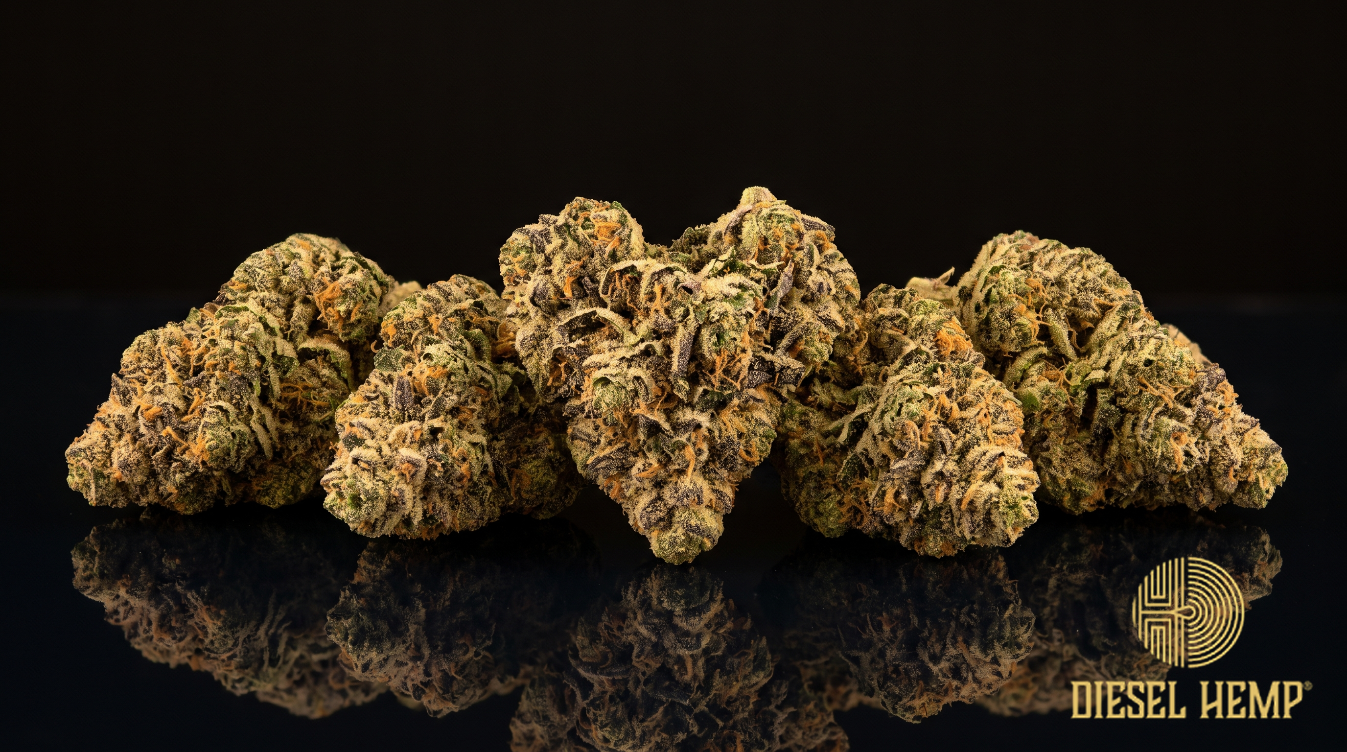 Gelato 41 strain - dense purple-streaked forest green cannabis buds with heavy trichome frost on black - Diesel Hemp