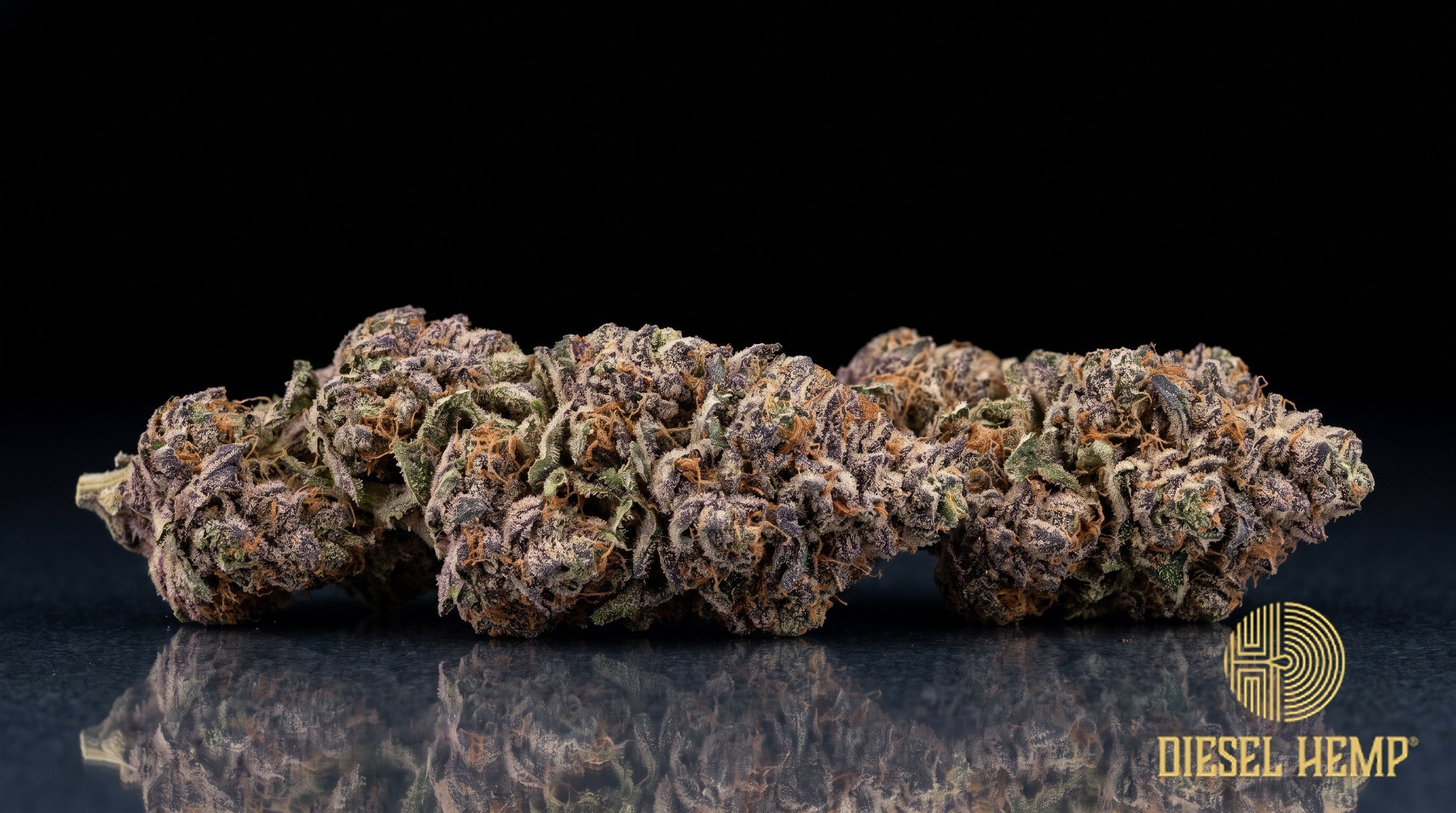 Gelato 45 strain cannabis buds, dense dark-green nugs with purple and blue hues, thin orange pistils and a heavy trichome frost on a black background | Diesel Hemp