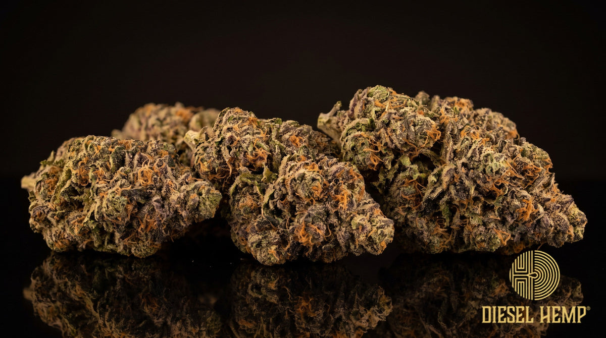 Gelatti strain cannabis buds, dense neon green with light purple undertones, thin orange pistils and a heavy oily trichome coat on a black background | Diesel Hemp