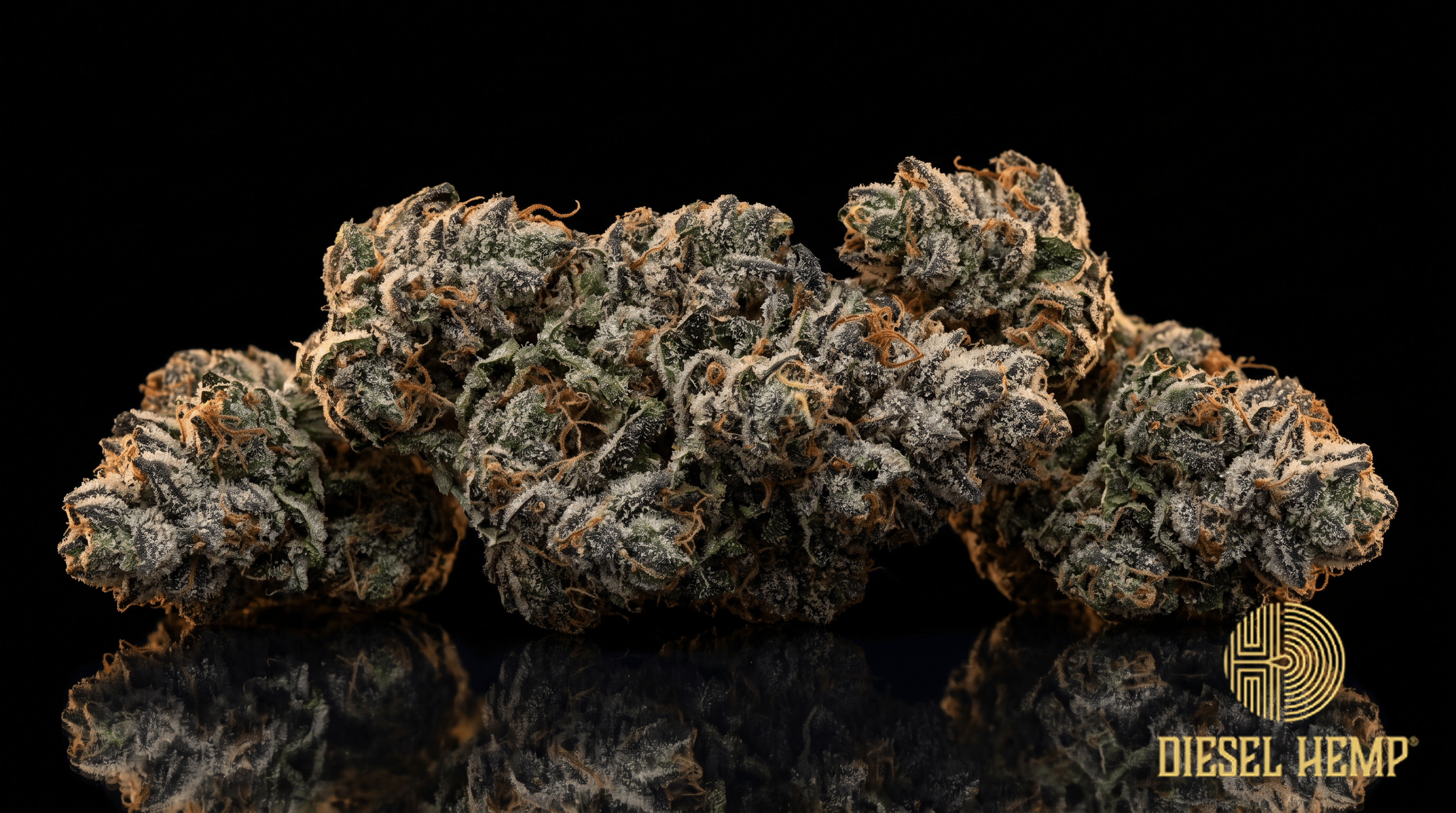 Glitter Bomb strain cannabis flower buds with purple hues and heavy trichome frost on a black background | Diesel Hemp