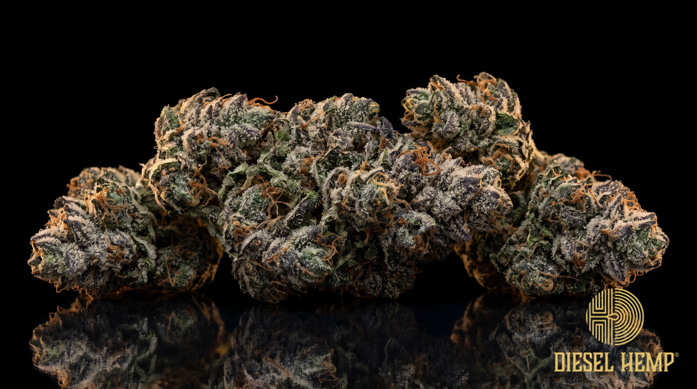 Glitter Bomb strain cannabis flower buds with purple hues and heavy trichome frost on a black background | Diesel Hemp