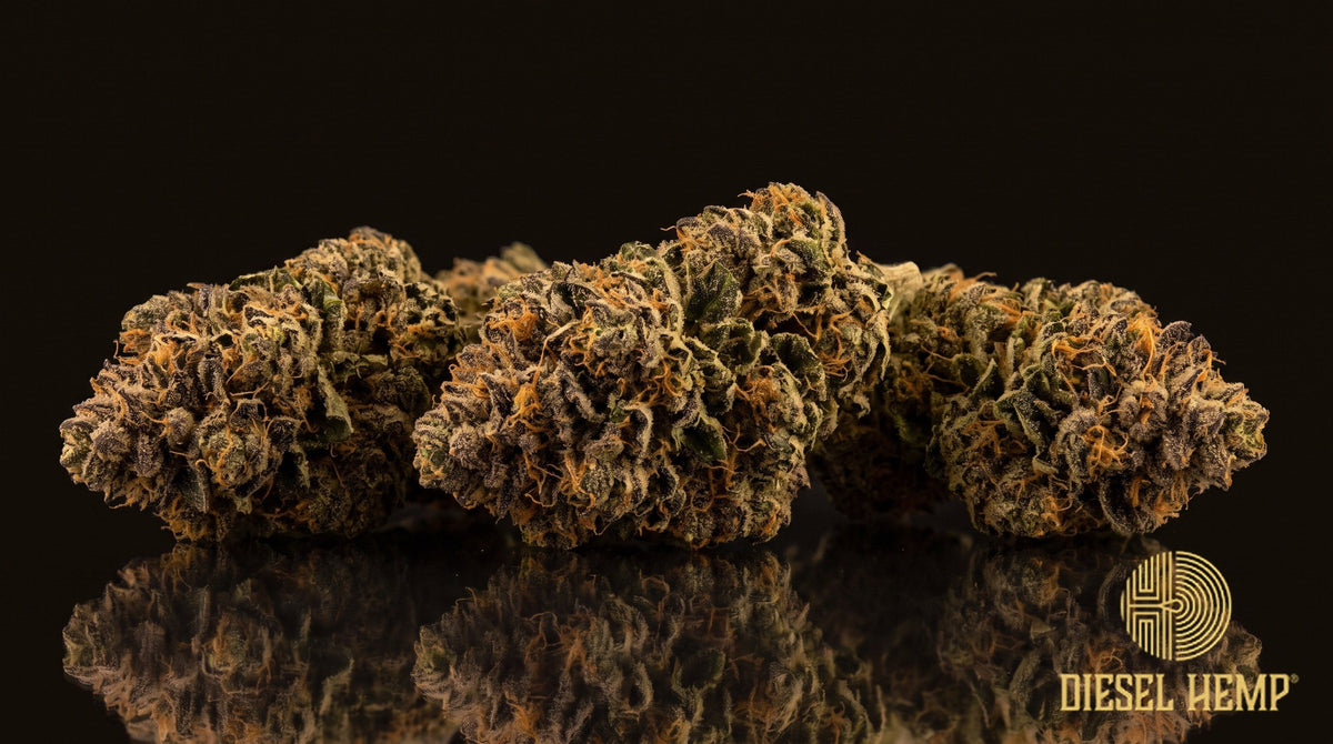 Godfather OG strain cannabis buds — dense, frosty light-to-dark green nugs with orange and purple-tinged pistils on a black background | Diesel Hemp