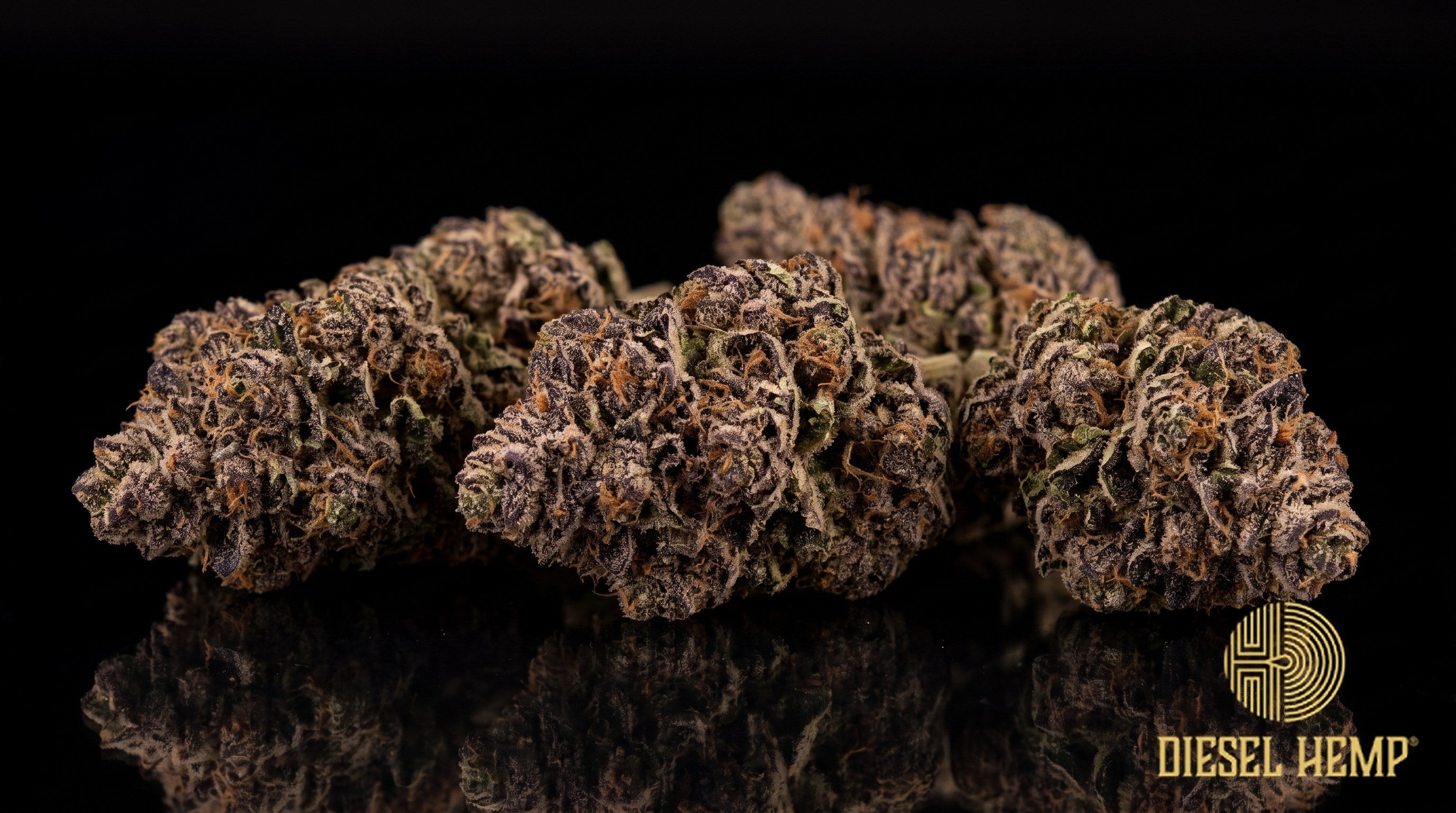 Gorilla Breath strain cannabis buds — rounded lime-green nugs with long orange pistils and a sticky white trichome coat on a black background | Diesel Hemp