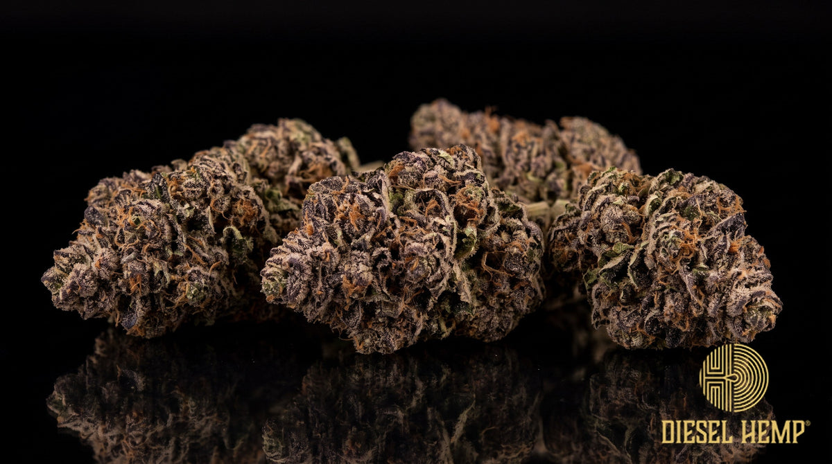 Gorilla Breath strain cannabis buds — rounded lime-green nugs with long orange pistils and a sticky white trichome coat on a black background | Diesel Hemp