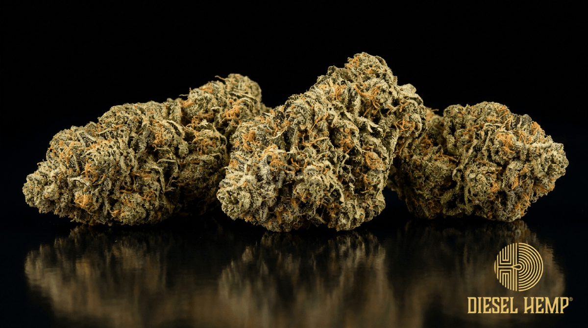 Gorilla Glue GG4 strain cannabis flower buds on black background — chunky olive-green buds caked in sticky silver trichome resin with orange pistils | Diesel Hemp