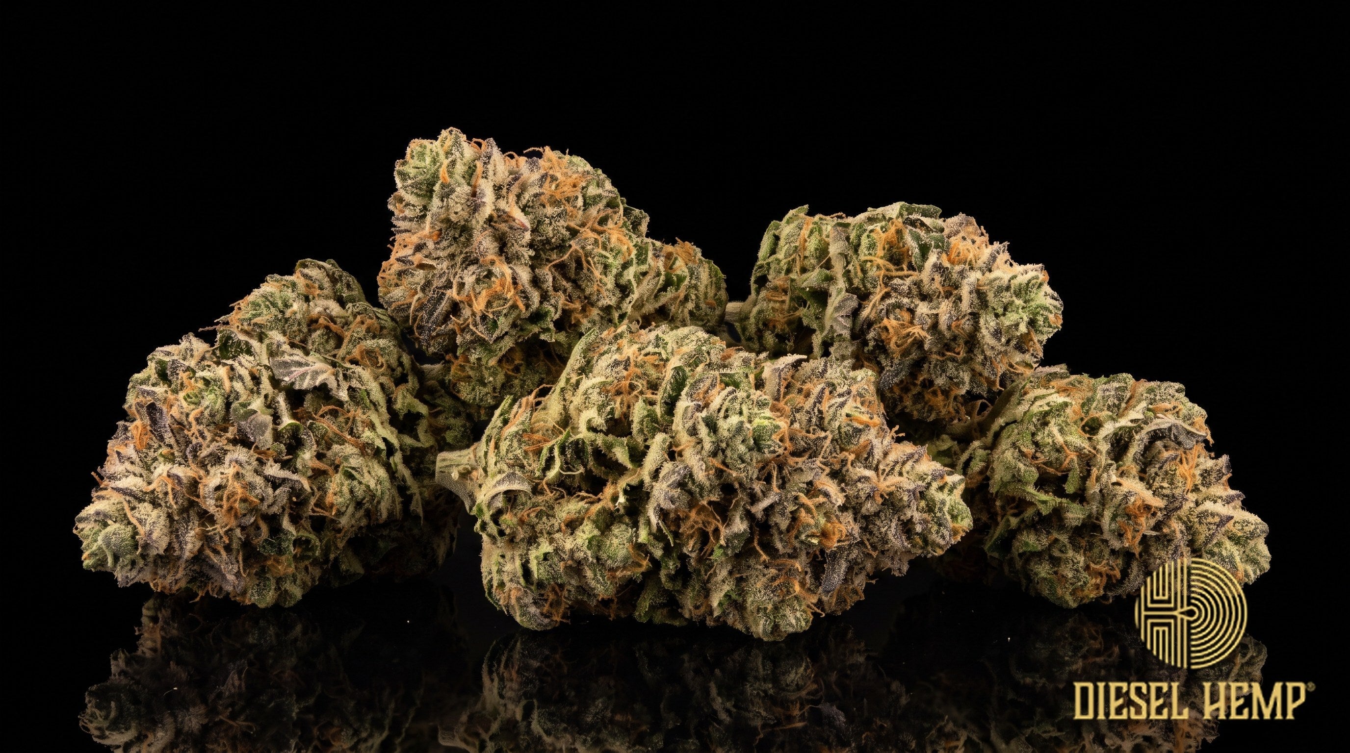 GovernMint Oasis strain cannabis buds in frosty forest green with purple-tinged sugar leaves and orange pistils on a black background | Diesel Hemp