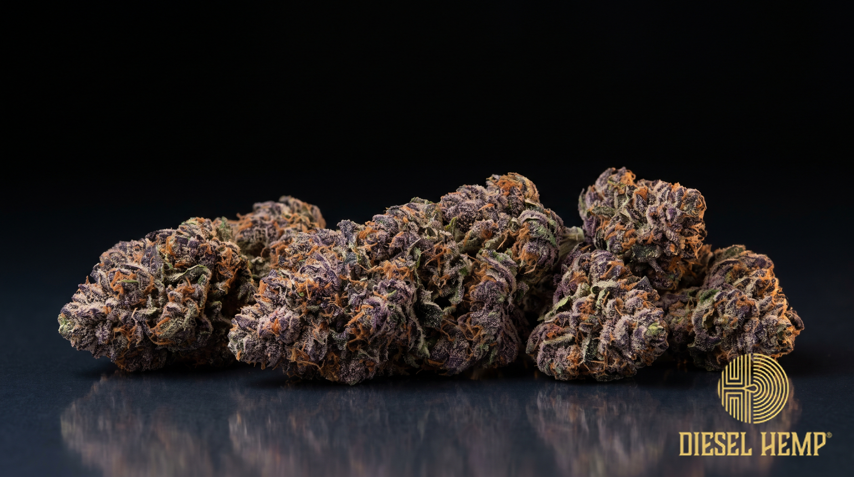 Granddaddy Purple strain - dense deep violet cannabis buds with burnt-orange pistils and silver trichome frost on black - Diesel Hemp