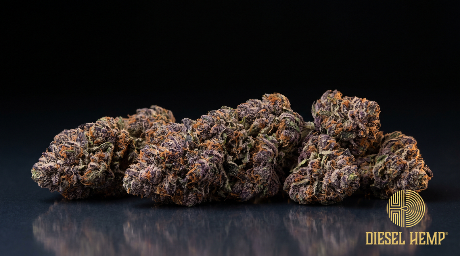Granddaddy Purple strain - dense deep violet cannabis buds with burnt-orange pistils and silver trichome frost on black - Diesel Hemp
