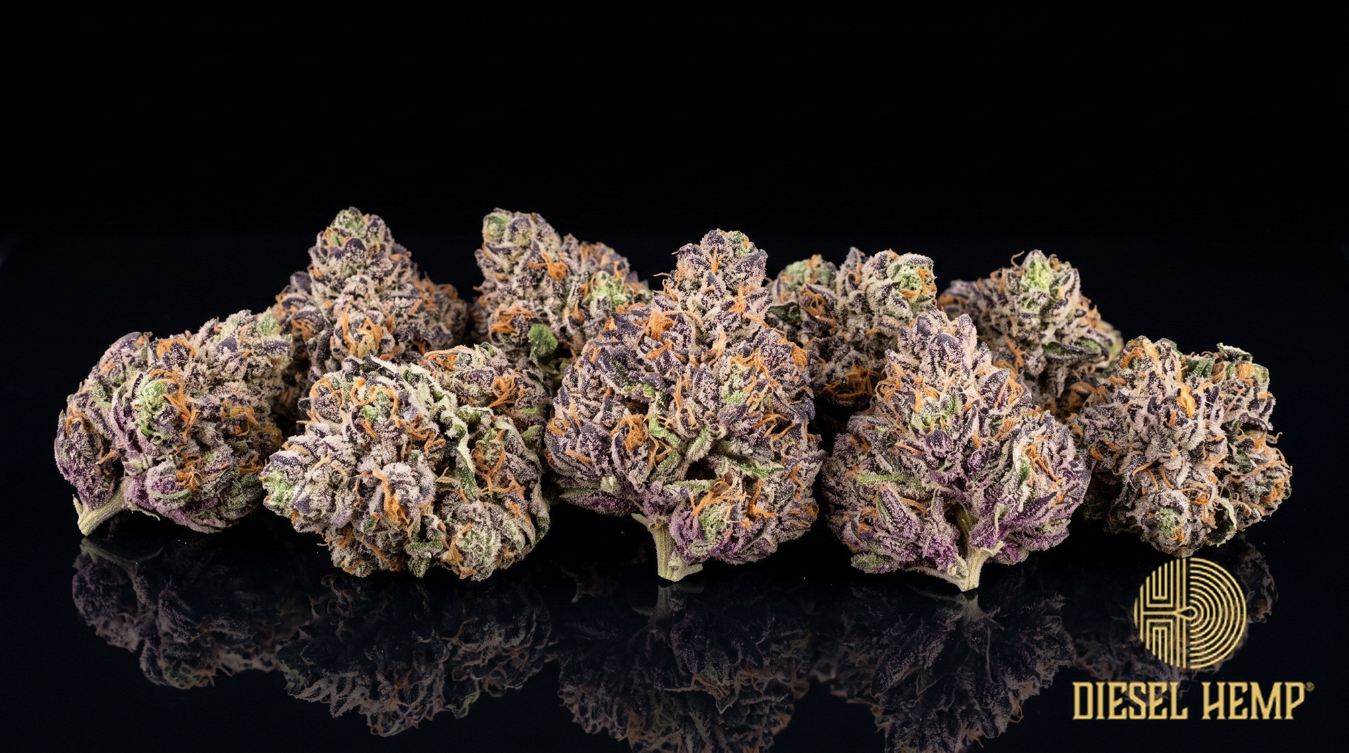 Grape Cake strain cannabis buds in dark olive green with deep purple undertones, rust-brown pistils and a heavy trichome frost on a black background | Diesel Hemp