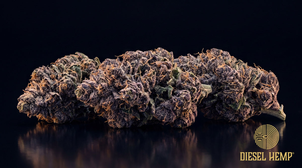 Grape Soda strain cannabis buds in olive green with violet streaks, rusty orange pistils and a heavy trichome coat on a black background | Diesel Hemp
