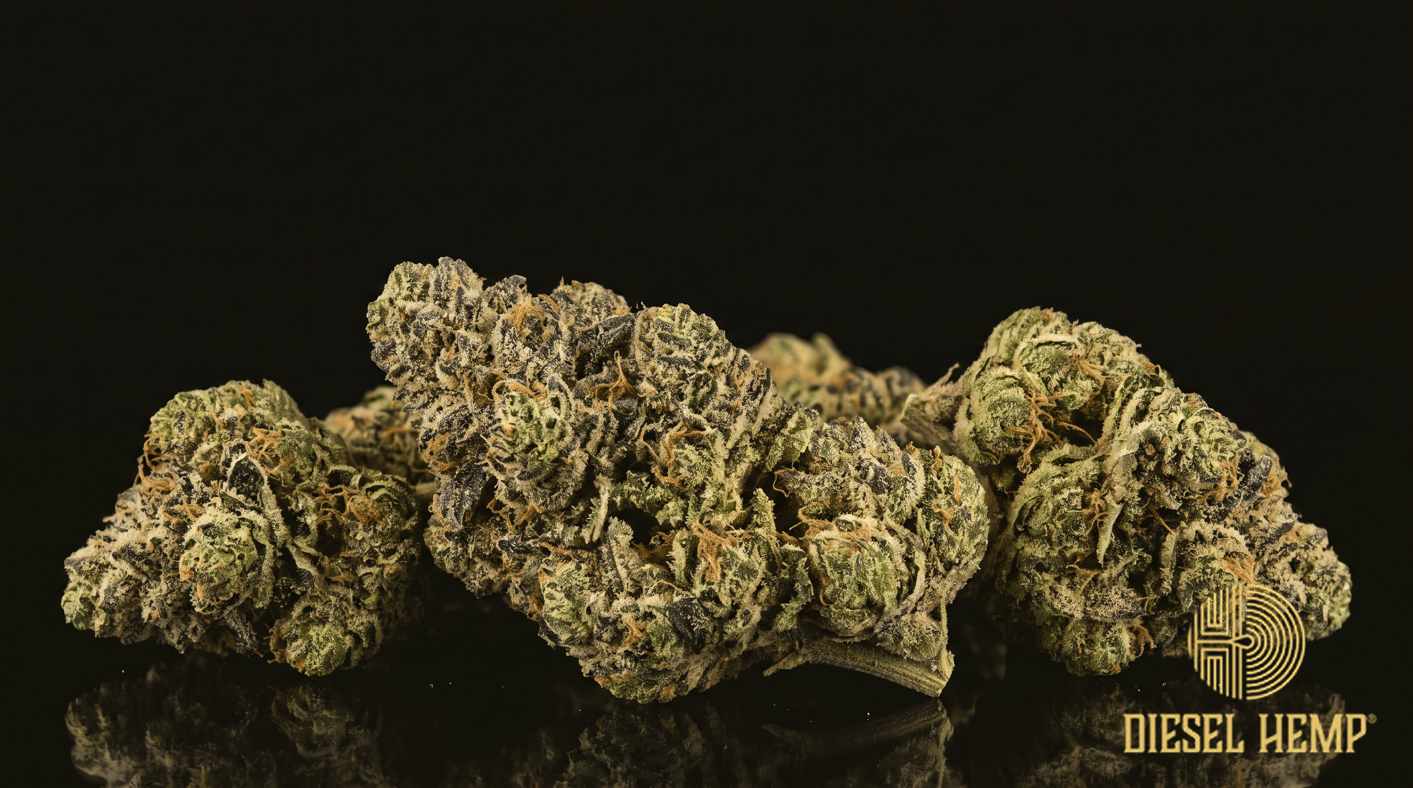 Grease Monkey strain cannabis flower buds on black background — frosty lime-green GG4 × Cookies and Cream buds | Diesel Hemp