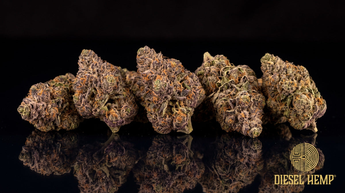 Gruntz strain cannabis buds in dense minty green with purple undertones, orange pistils and a heavy trichome frost on a black background | Diesel Hemp