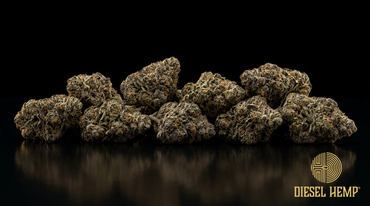 GSC Girl Scout Cookies cannabis flower buds on black background — Diesel Hemp