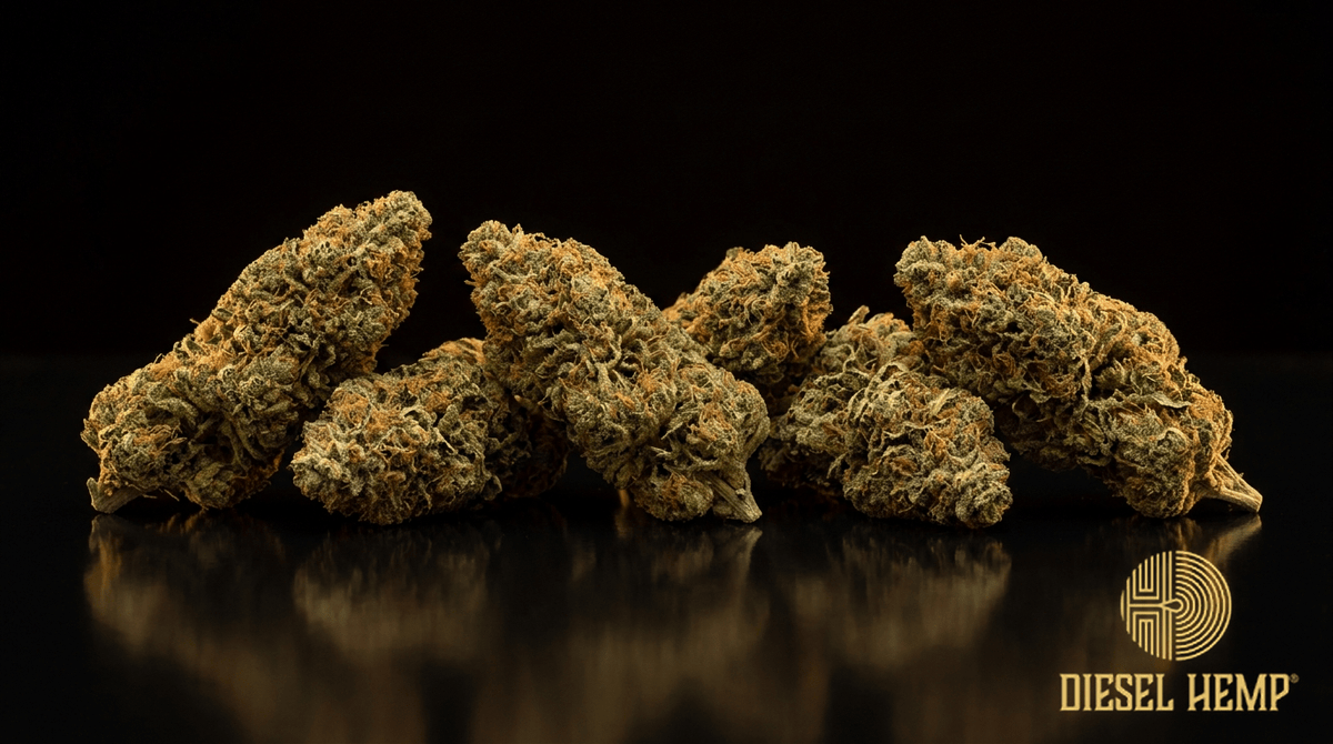 Harlequin CBD cannabis flower buds on black background — Diesel Hemp