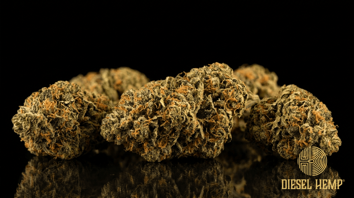 Headband cannabis flower buds on black background — Diesel Hemp