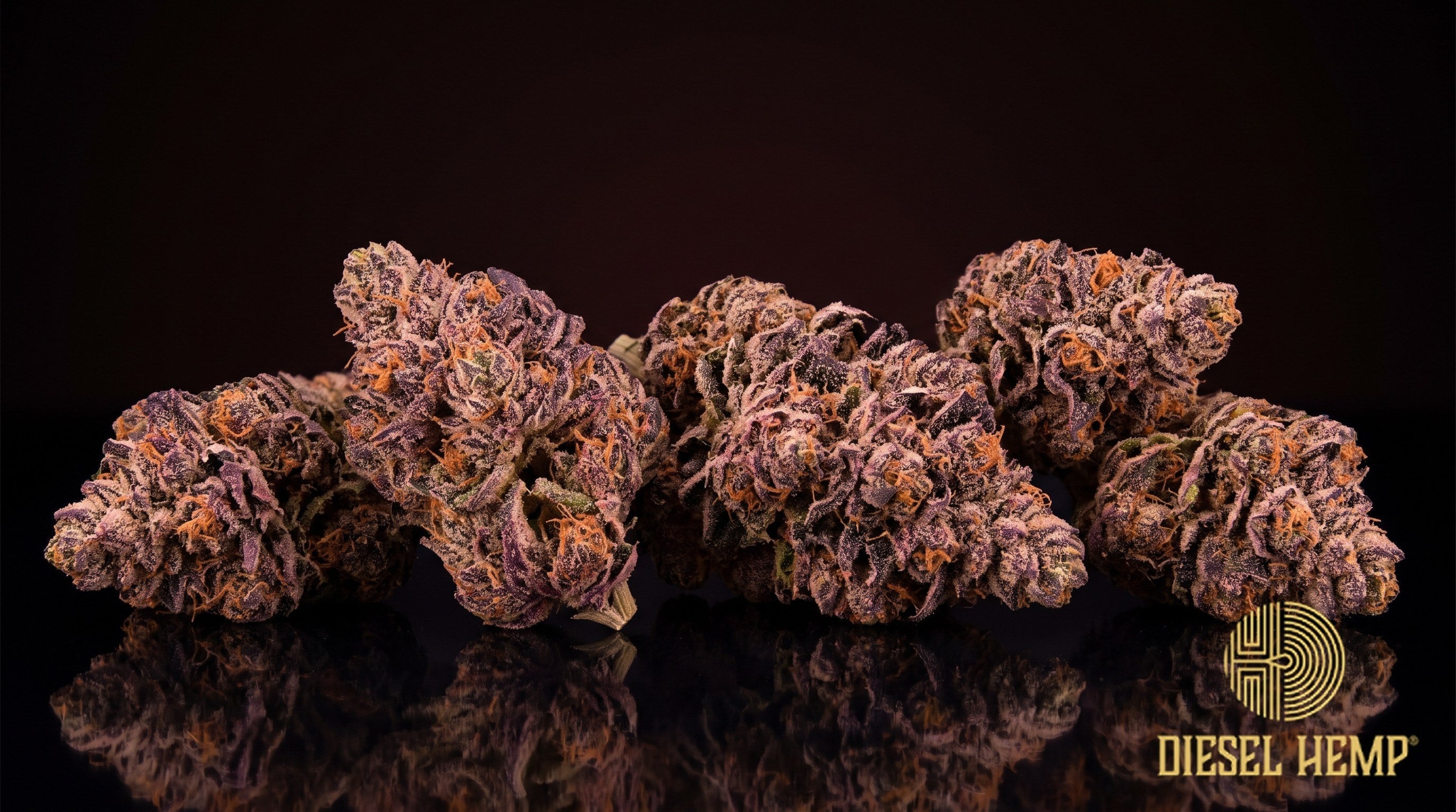 Hella Jelly strain cannabis buds in bright neon green with golden undertones, red-orange pistils and a coat of golden-white trichomes on a black background | Diesel Hemp