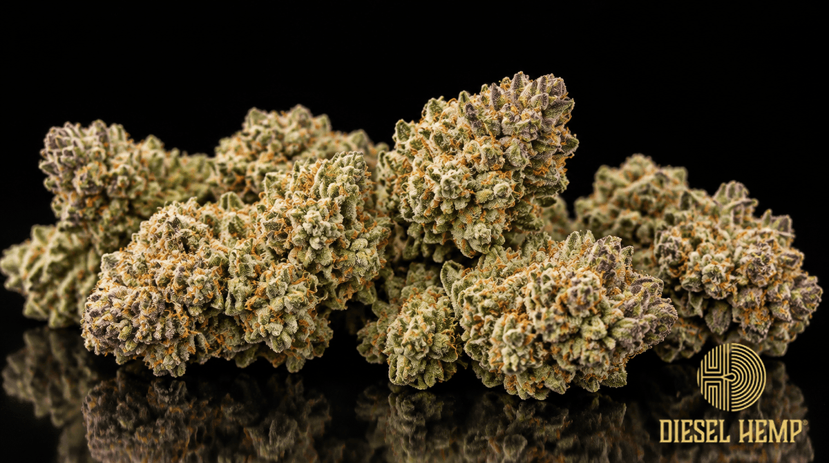 High CBD low THC strains — hemp CBD flower buds on black background | Diesel Hemp
