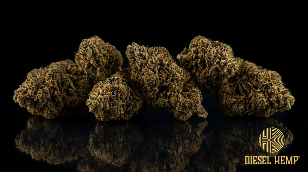 Hindu Kush strain cannabis buds — compact, dense olive-to-dark green nugs caked in resin with amber-brown pistils on a black background | Diesel Hemp