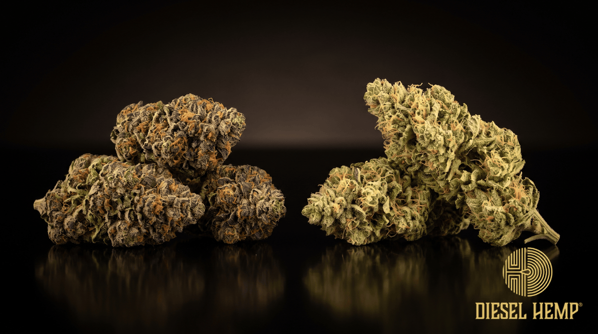 Indica-type and sativa-type cannabis buds side by side on black - Diesel Hemp