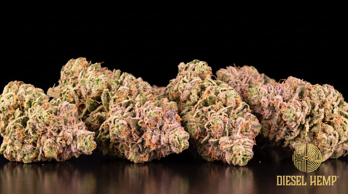 Jolly Rancher strain cannabis buds in minty green with long twisting orange pistils and a fine white trichome frost on a black background | Diesel Hemp