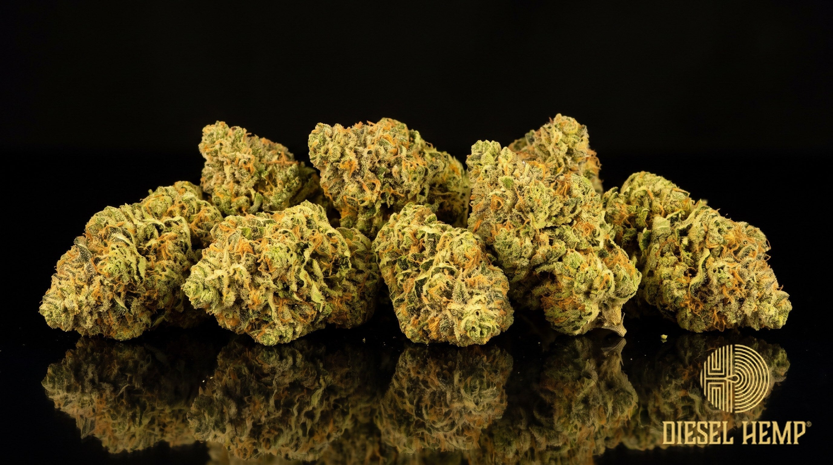 Jungle Juice strain cannabis buds in dark olive green with purple undertones, bright amber pistils and a lavender-tinted trichome frost on a black background | Diesel Hemp