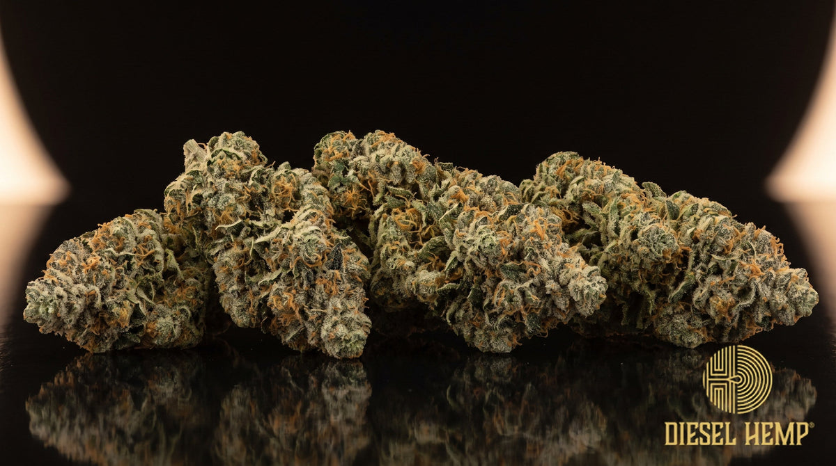 King Louis XIII strain cannabis buds — dense lime-green nugs with orange pistils and a heavy coat of milky white trichomes on a black background | Diesel Hemp