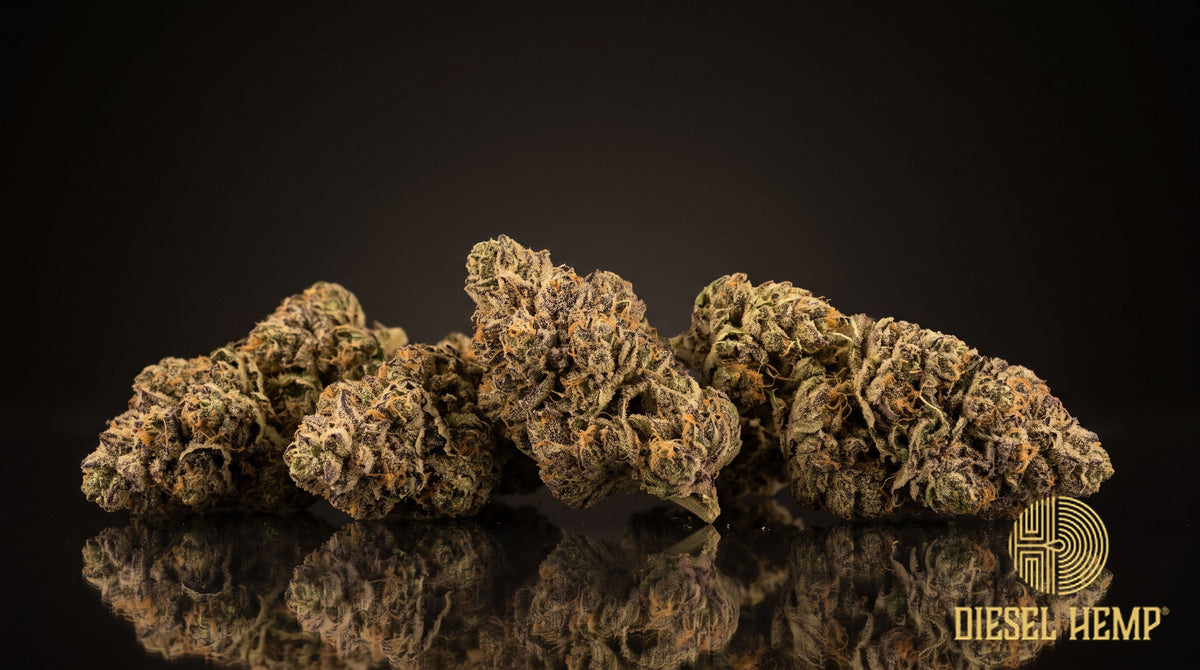Kush Cake strain cannabis buds in pale frosted green with purple hues, orange pistils and a heavy trichome coat on a black background | Diesel Hemp