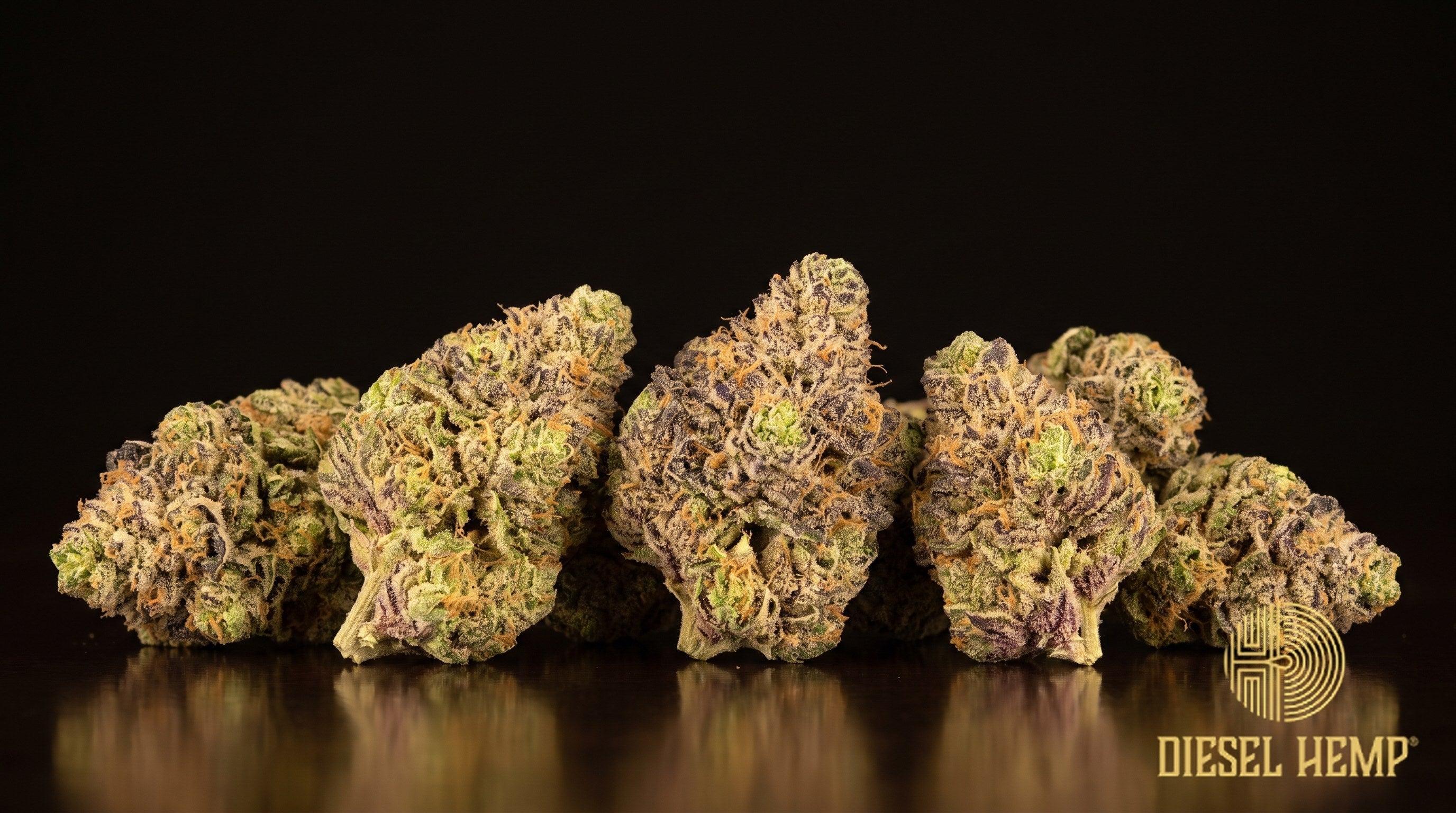 Lantz strain cannabis buds in dark purple and forest green with rusty orange pistils and heavy trichome frost on a black background | Diesel Hemp