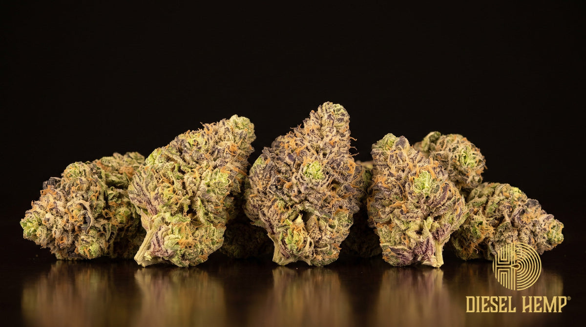 Lantz strain cannabis buds in dark purple and forest green with rusty orange pistils and heavy trichome frost on a black background | Diesel Hemp