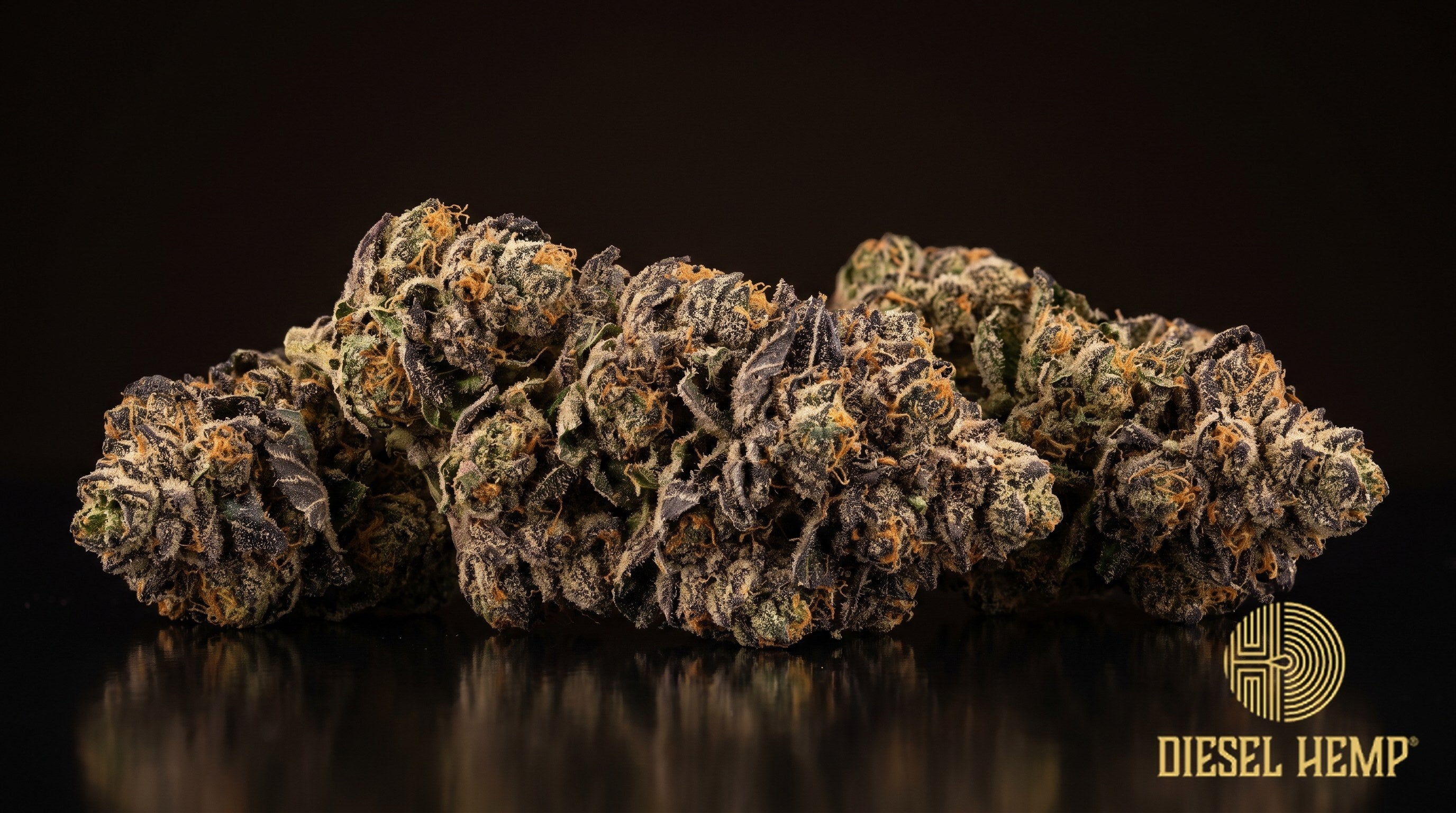 Lava Cake strain cannabis buds, dense and bulbous in olive and lime green with purple flecks, orange pistils and a thick trichome coat on a black background | Diesel Hemp