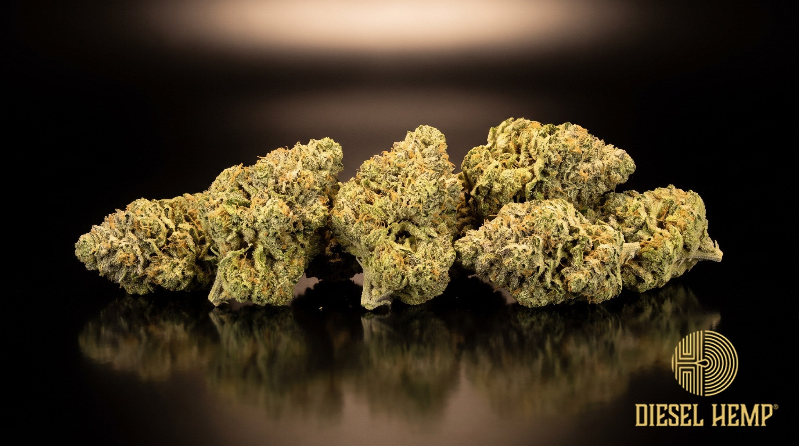 Legend OG strain cannabis buds — dense, knobby lime-green nugs with long orange pistils and a golden trichome coat on a black background | Diesel Hemp