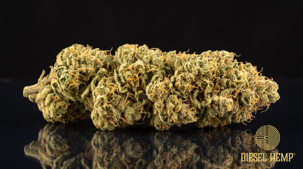 Lemon Abacus CBD hemp flower — long, olive-green buds with orange pistils and a light trichome coat on a black background | Diesel Hemp