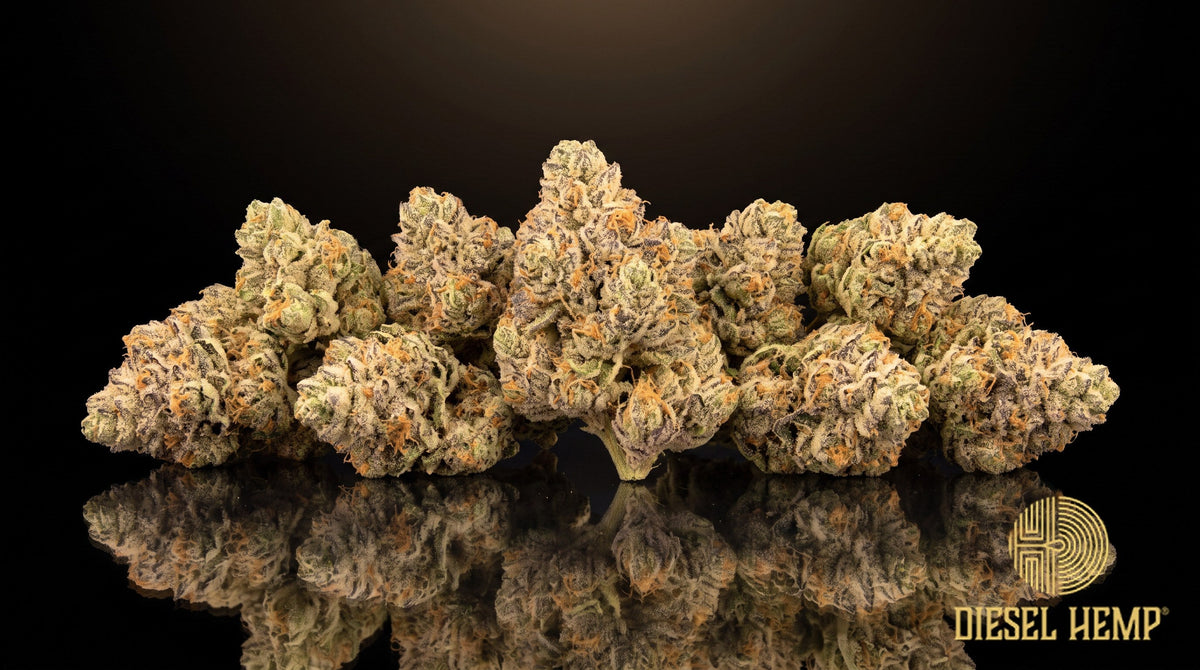 Lemon Gelato strain cannabis buds in minty to dark green with thin orange and purple pistils and a heavy amber-tinged trichome frost on a black background | Diesel Hemp