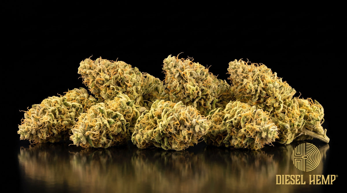 Lemon Haze strain cannabis buds in bright lime and yellow-green with long orange pistils and frosty trichomes on a black background | Diesel Hemp